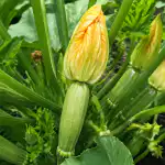 courgetteblommor-gar-till-spillo-och-producerar-inte-aggstockar-pa-grund.png