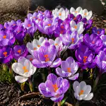 hemligheten-med-frodigt-blommande-krokusar-aven-pa-den-mest-problematiska.png