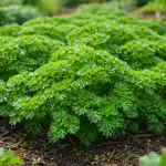 tjock-och-smakrik-persilja-pa-tradgardsbadden-utan-langa-vantetider.png